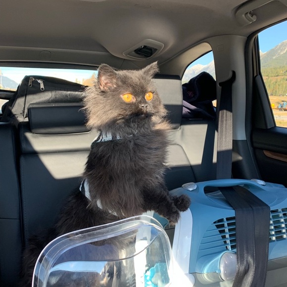 Meet your Posher, Pamela - Picture 11 of 11